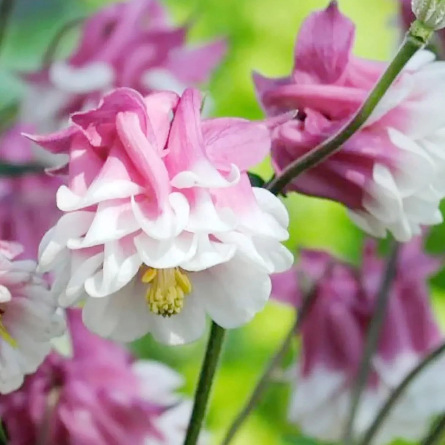 Pink Petticoat Columbine Seeds  Perennial Hardy Flower  Deer And Rabbit Resistant  Low Maintenance And GMO-Free  Perfect for Potted Plants, Borders, and Outdoor Gardens