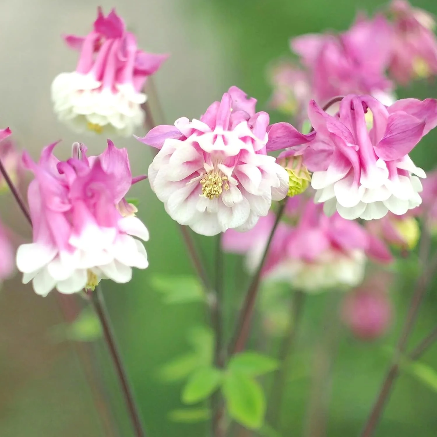Pink Petticoat Columbine Seeds  Perennial Hardy Flower  Deer And Rabbit Resistant  Low Maintenance And GMO-Free  Perfect for Potted Plants, Borders, and Outdoor Gardens - Image 3