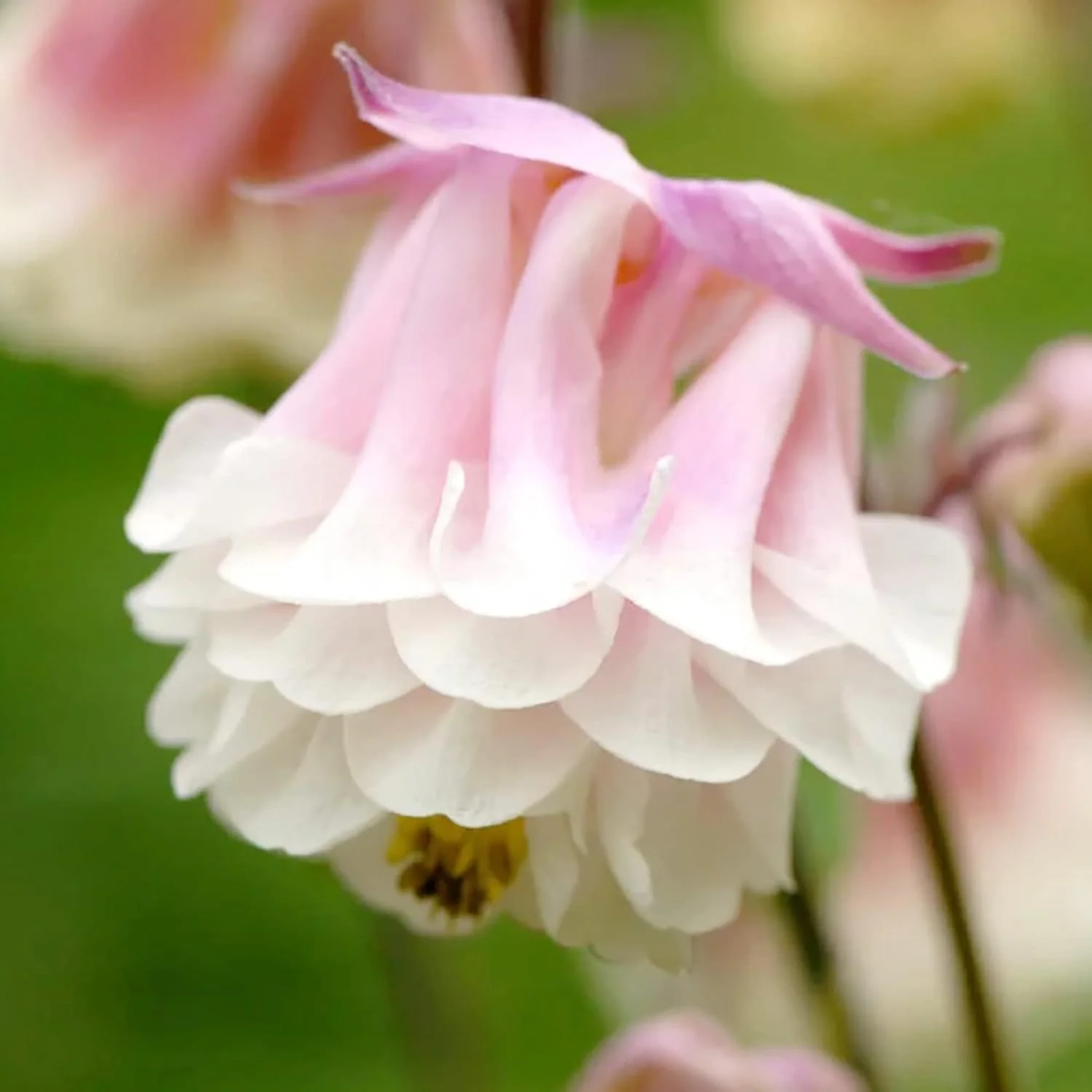 Pink Petticoat Columbine Seeds  Perennial Hardy Flower  Deer And Rabbit Resistant  Low Maintenance And GMO-Free  Perfect for Potted Plants, Borders, and Outdoor Gardens - Image 4