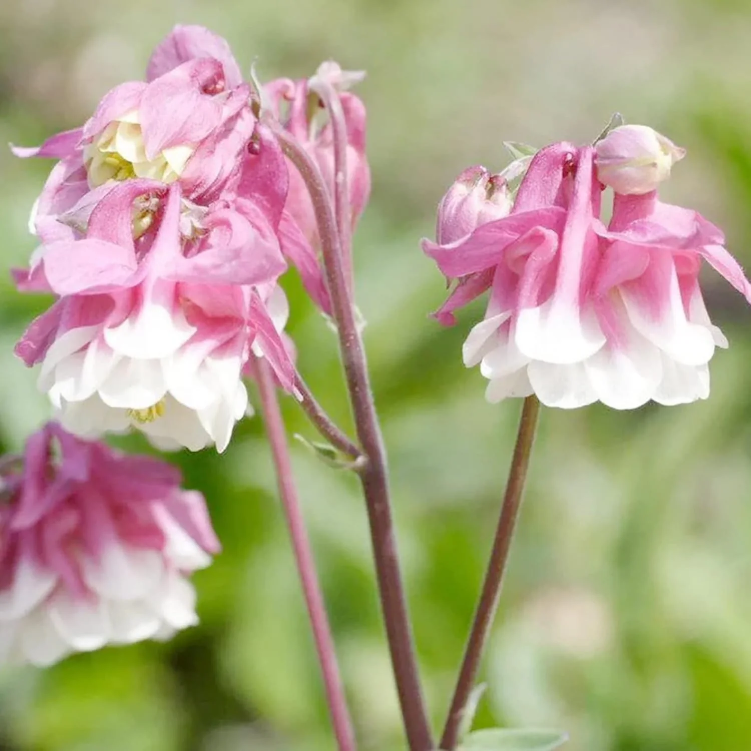 Pink Petticoat Columbine Seeds  Perennial Hardy Flower  Deer And Rabbit Resistant  Low Maintenance And GMO-Free  Perfect for Potted Plants, Borders, and Outdoor Gardens - Image 5