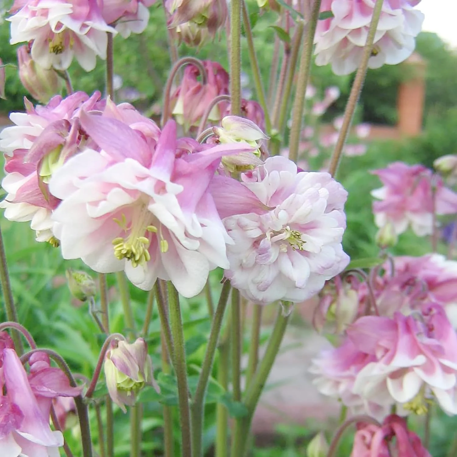 Pink Petticoat Columbine Seeds  Perennial Hardy Flower  Deer And Rabbit Resistant  Low Maintenance And GMO-Free  Perfect for Potted Plants, Borders, and Outdoor Gardens - Image 6