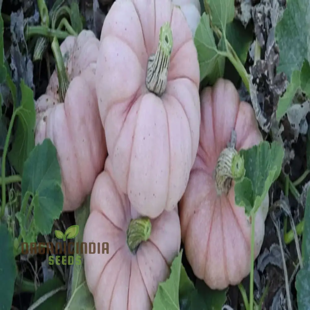 Pink Pumpkin Vegetable Seeds - Premium Quality Seeds for Unique Pink-Hued Pumpkins