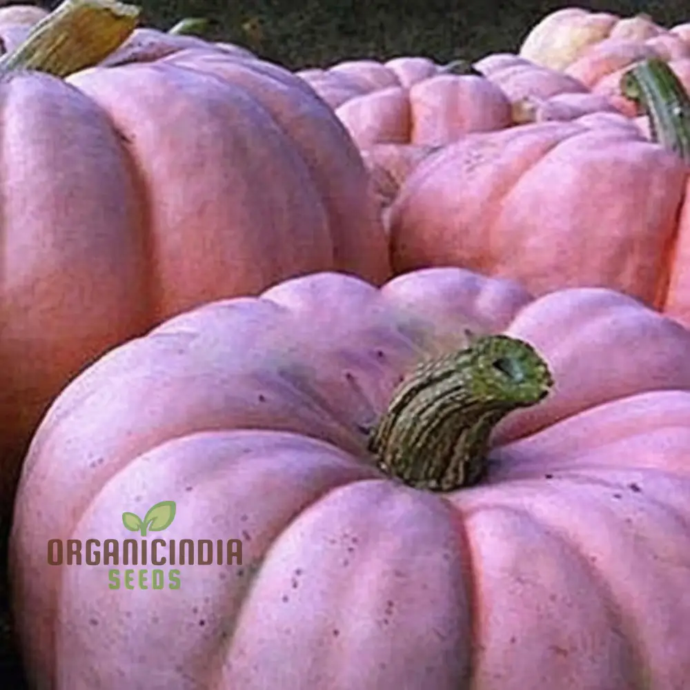 Pink Pumpkin Vegetable Seeds - Premium Quality Seeds for Unique Pink-Hued Pumpkins - Image 3