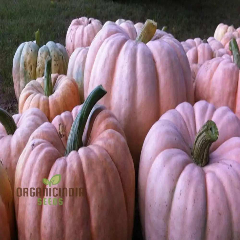 Pink Pumpkin Vegetable Seeds - Premium Quality Seeds for Unique Pink-Hued Pumpkins - Image 4
