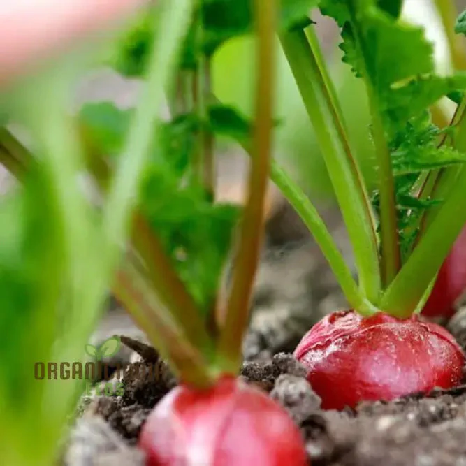 Premium Pink Radish Seeds Premium Pink Radish Seeds, Heirloom Variety for Fresh Salads and Garden Beauty
