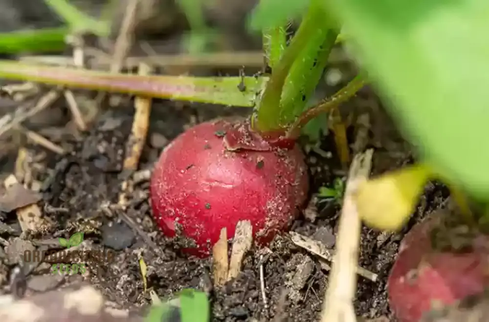 Premium Pink Radish Seeds Premium Pink Radish Seeds, Heirloom Variety for Fresh Salads and Garden Beauty - Image 3