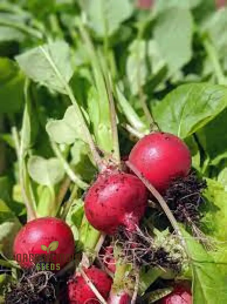 Premium Pink Radish Seeds Premium Pink Radish Seeds, Heirloom Variety for Fresh Salads and Garden Beauty - Image 4