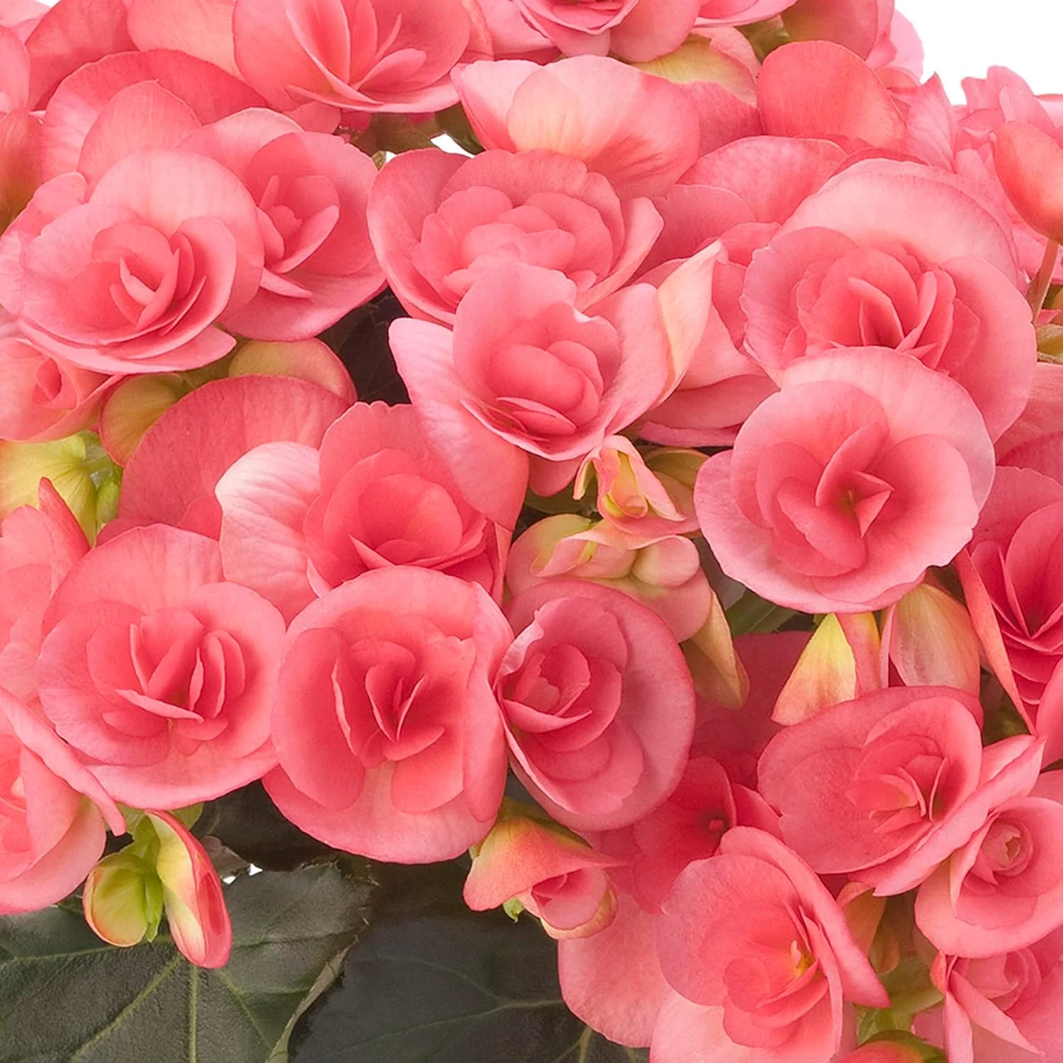 Begonia Seeds (Pink Rieger Begonia Seeds) - Showy Blooms and Attractive Foliage for Indoor and Outdoor Use
