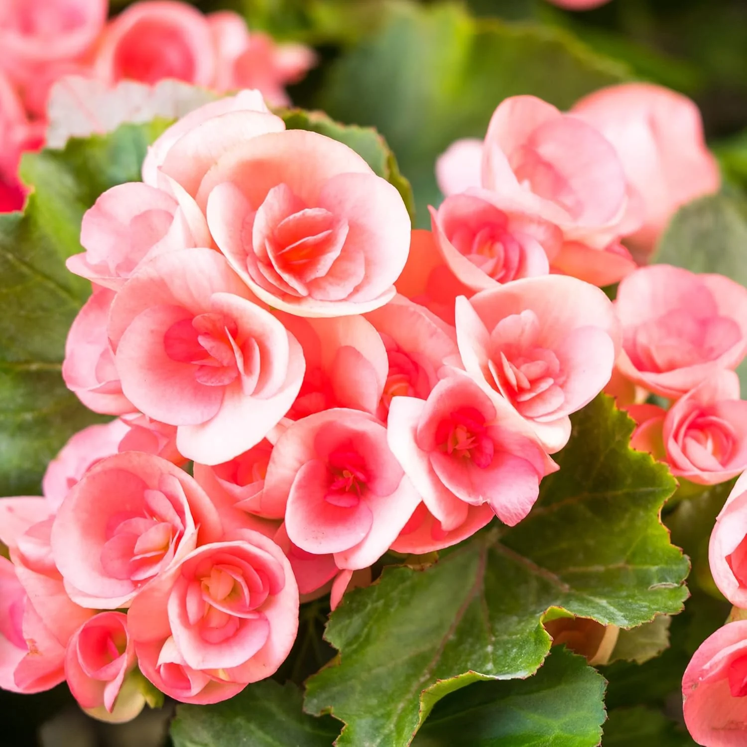 Begonia Seeds (Pink Rieger Begonia Seeds) - Showy Blooms and Attractive Foliage for Indoor and Outdoor Use - Image 3