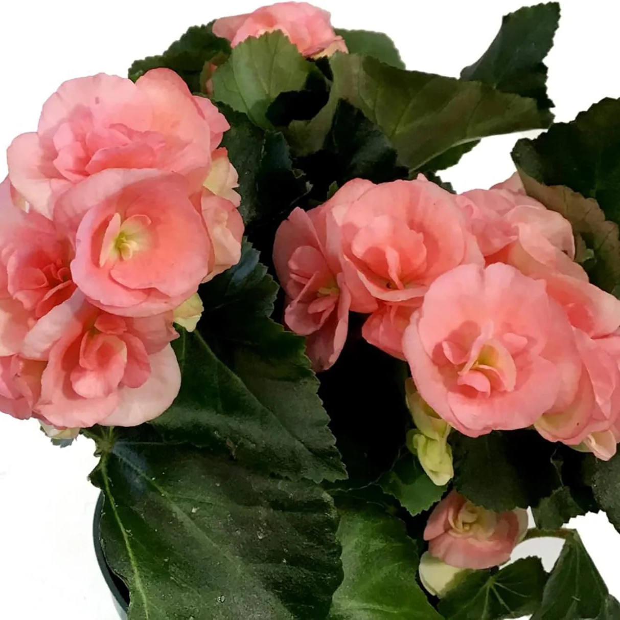 Begonia Seeds (Pink Rieger Begonia Seeds) - Showy Blooms and Attractive Foliage for Indoor and Outdoor Use - Image 4