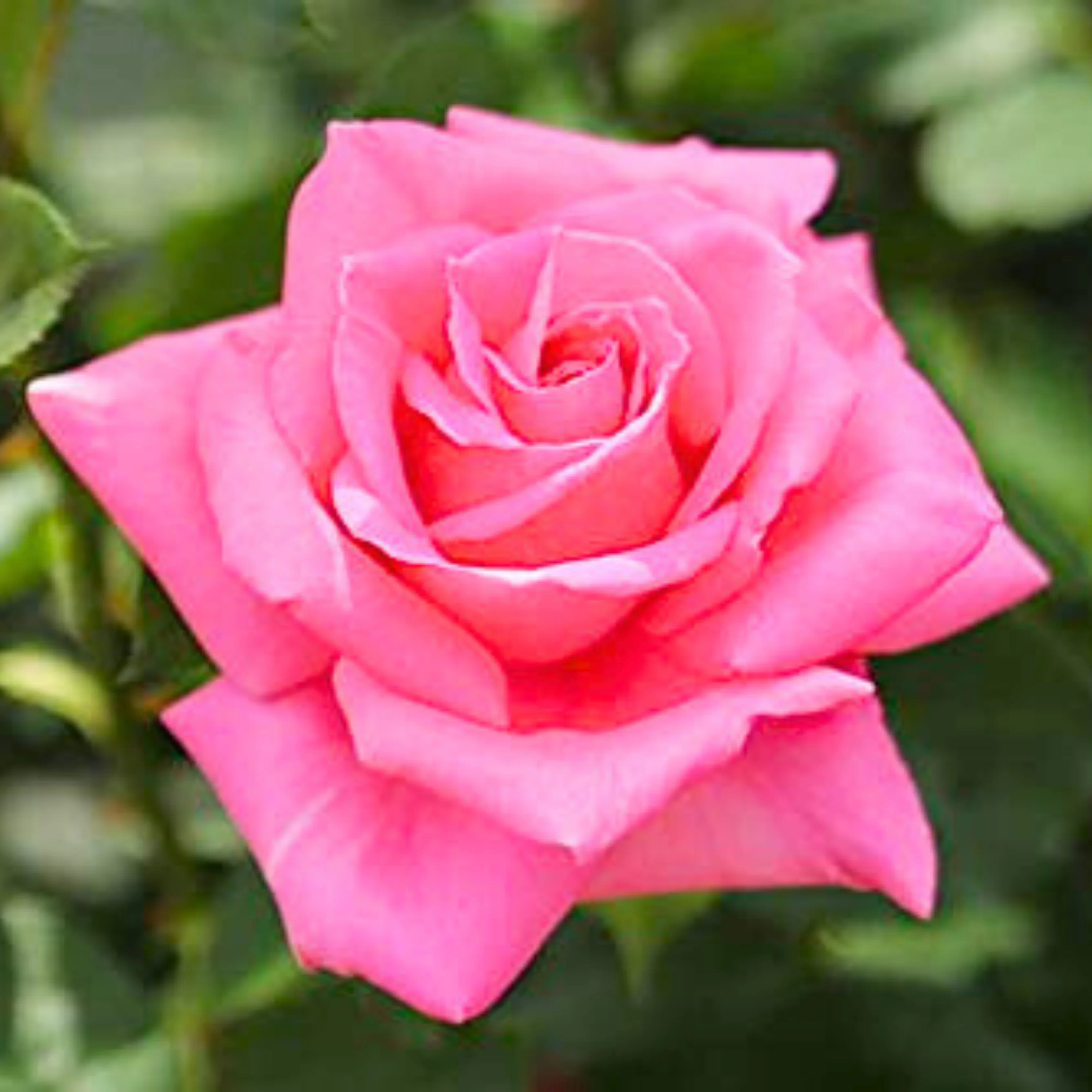Pink Rose Flower Seeds, Soft Romantic Blooms, Easy to Grow, Non-GMO