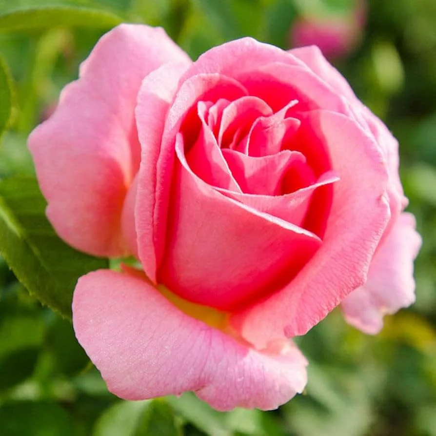 Pink Rose Flower Seeds, Soft Romantic Blooms, Easy to Grow, Non-GMO - Image 2