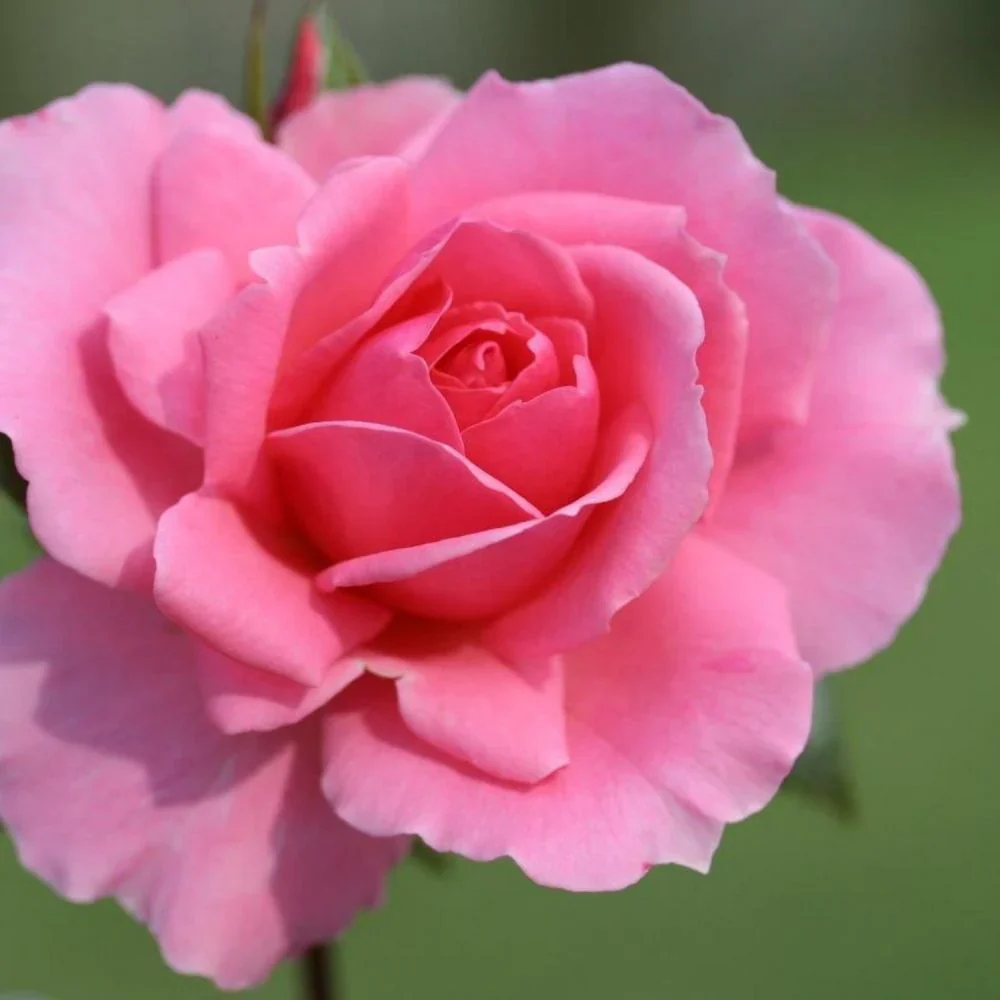 Pink Rose Flower Seeds, Soft Romantic Blooms, Easy to Grow, Non-GMO - Image 3
