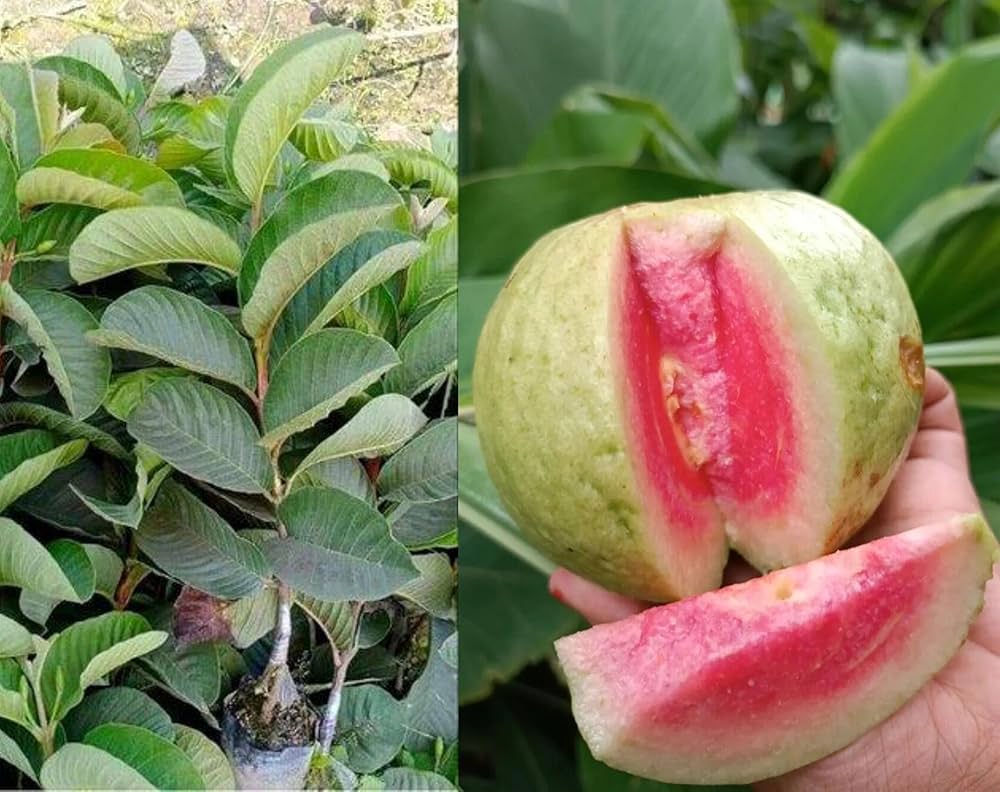 Pink Seedless Guava Seeds – Sweet & Juicy Tropical Fruit for Planting