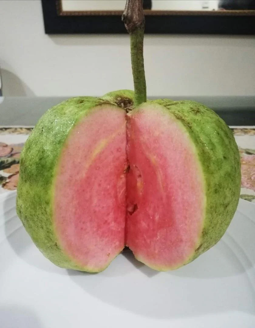 Pink Seedless Guava Seeds – Sweet & Juicy Tropical Fruit for Planting - Image 3