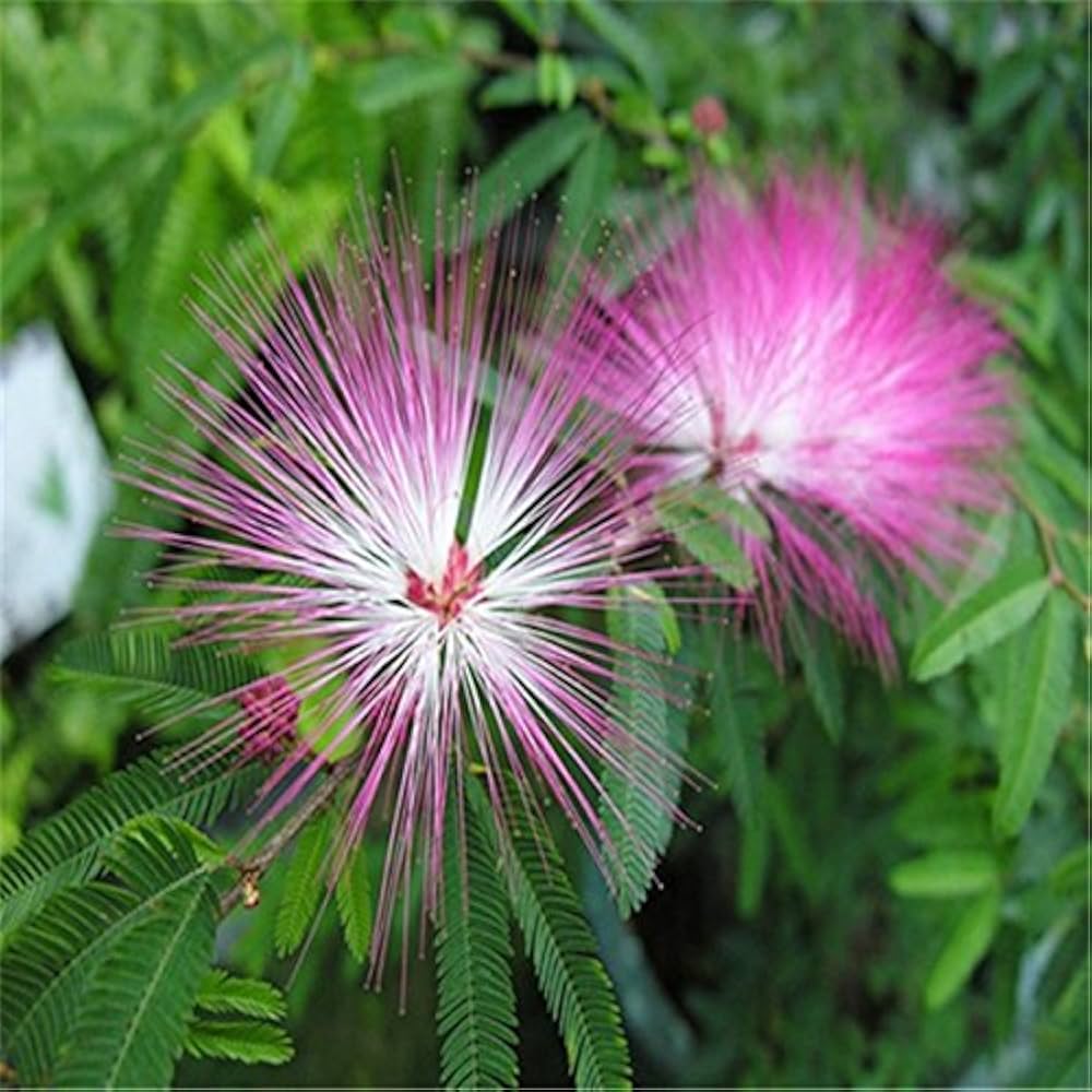 Pink Silk Mimosa Tree Seeds