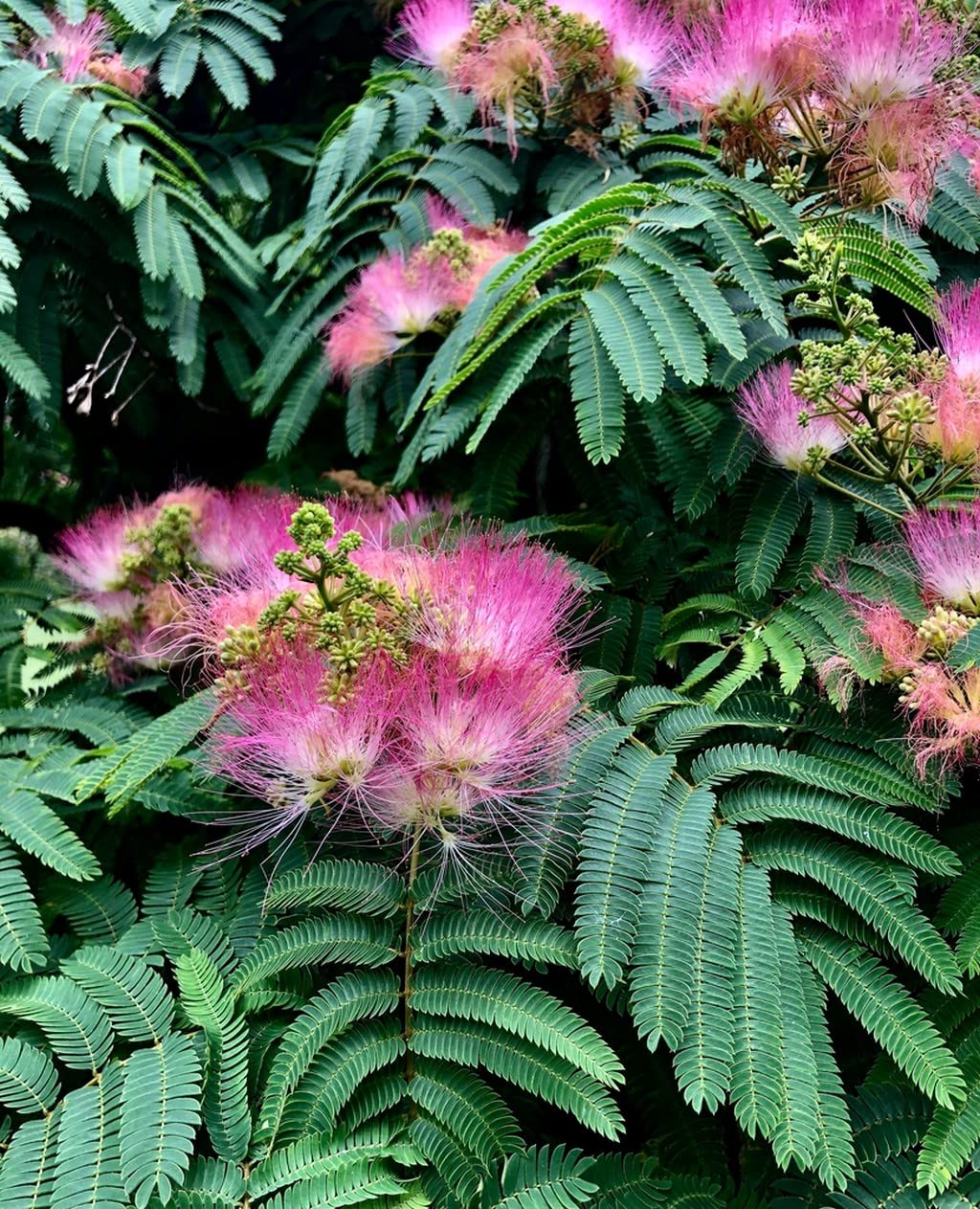 Pink Silk Mimosa Tree Seeds - Image 3