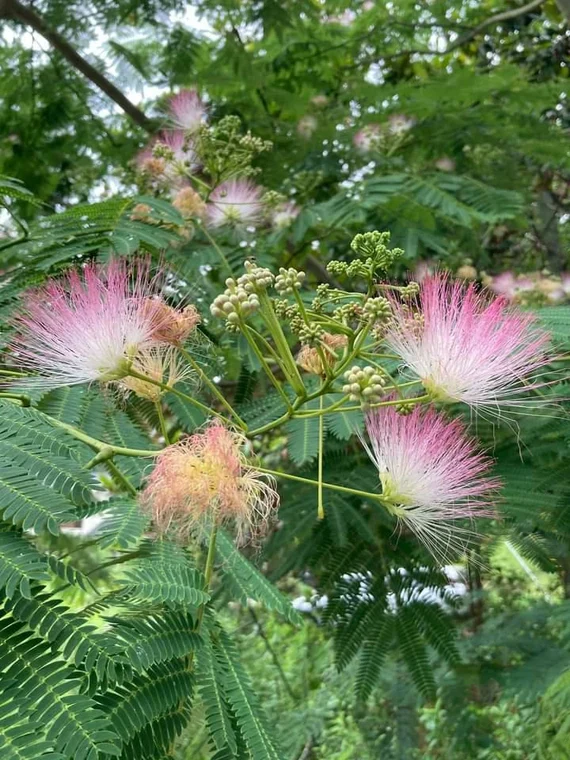 Pink Silk Mimosa Tree Seeds - Image 4