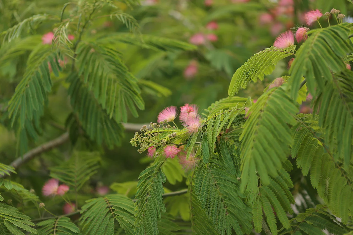 Pink Silk Mimosa Tree Seeds - Image 6