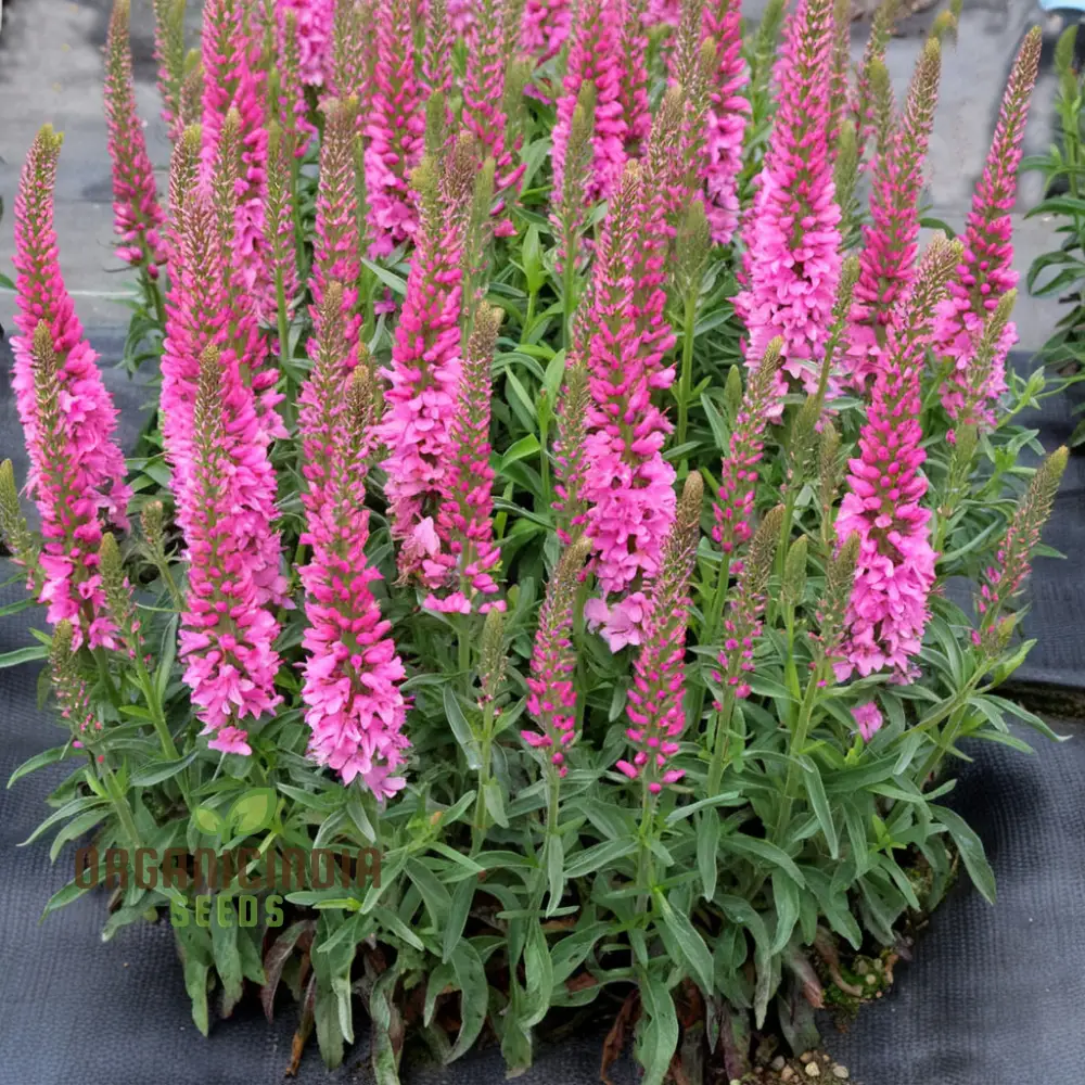 Pink Speedwell Veronica Flower Seeds – Elegant Border Garden Blooms