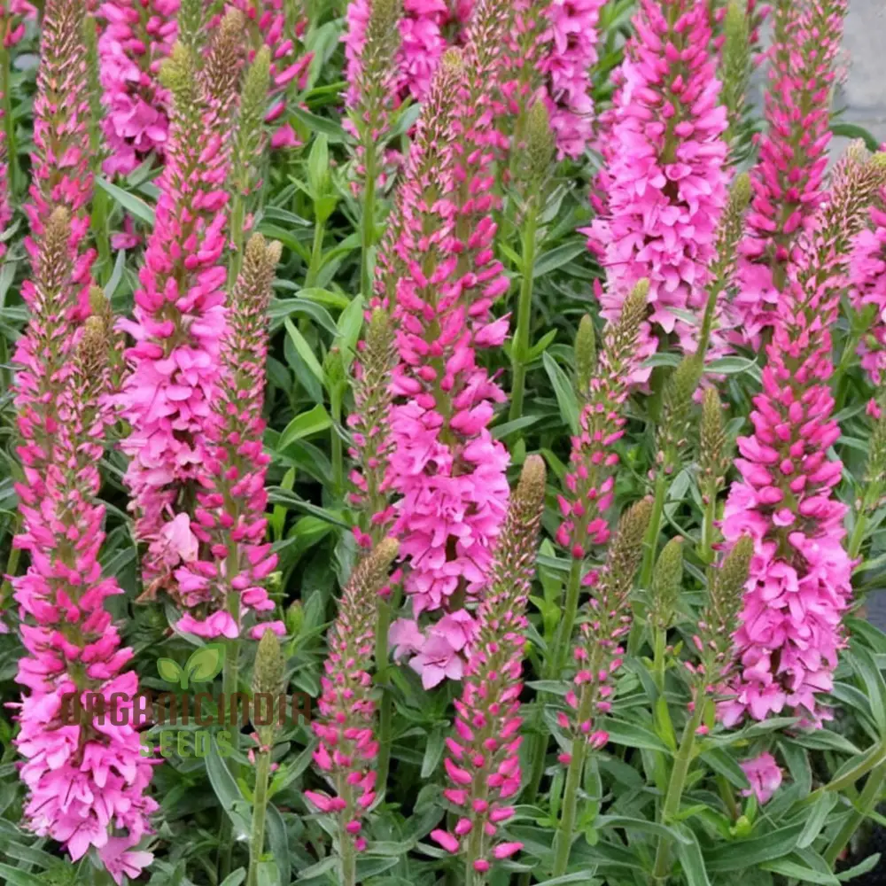 Pink Speedwell Veronica Flower Seeds – Elegant Border Garden Blooms - Image 3