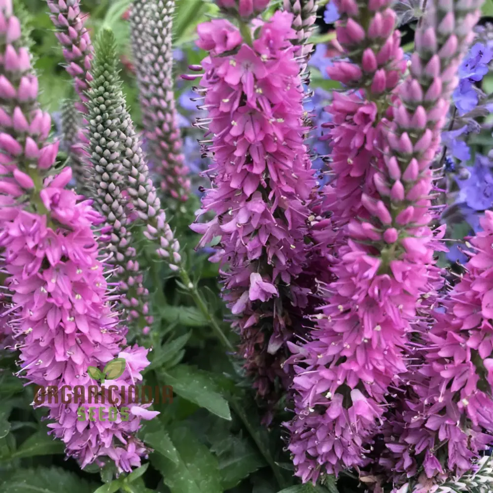 Pink Speedwell Veronica Flower Seeds – Elegant Border Garden Blooms - Image 4