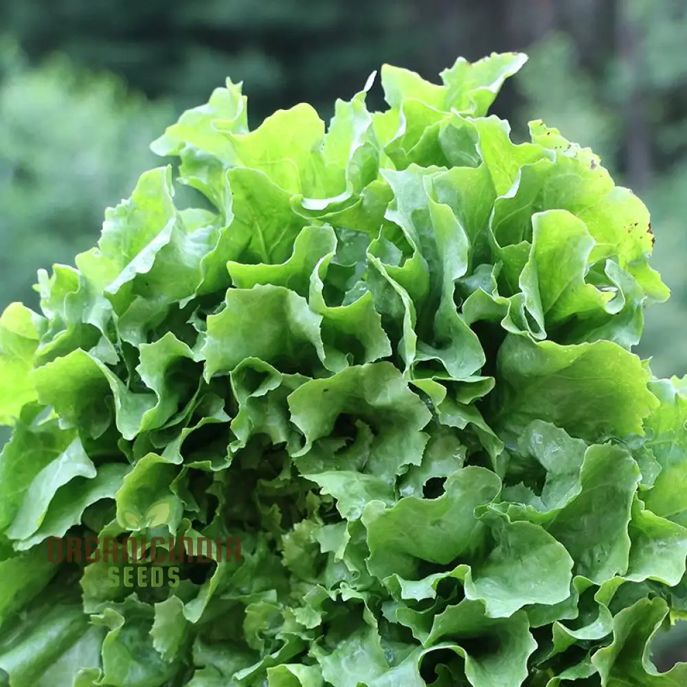 Pink Star Endive Vegetable Seeds, Perfect for Your Garden, Premium Quality Seeds for Gardening Enthusiasts