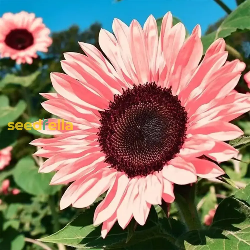 Pink Sunflower Seeds - Brighten Your Garden with Stunning Blooms for Easy Planting - Image 3