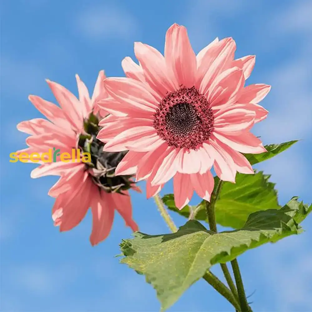 Pink Sunflower Seeds - Brighten Your Garden with Stunning Blooms for Easy Planting - Image 4