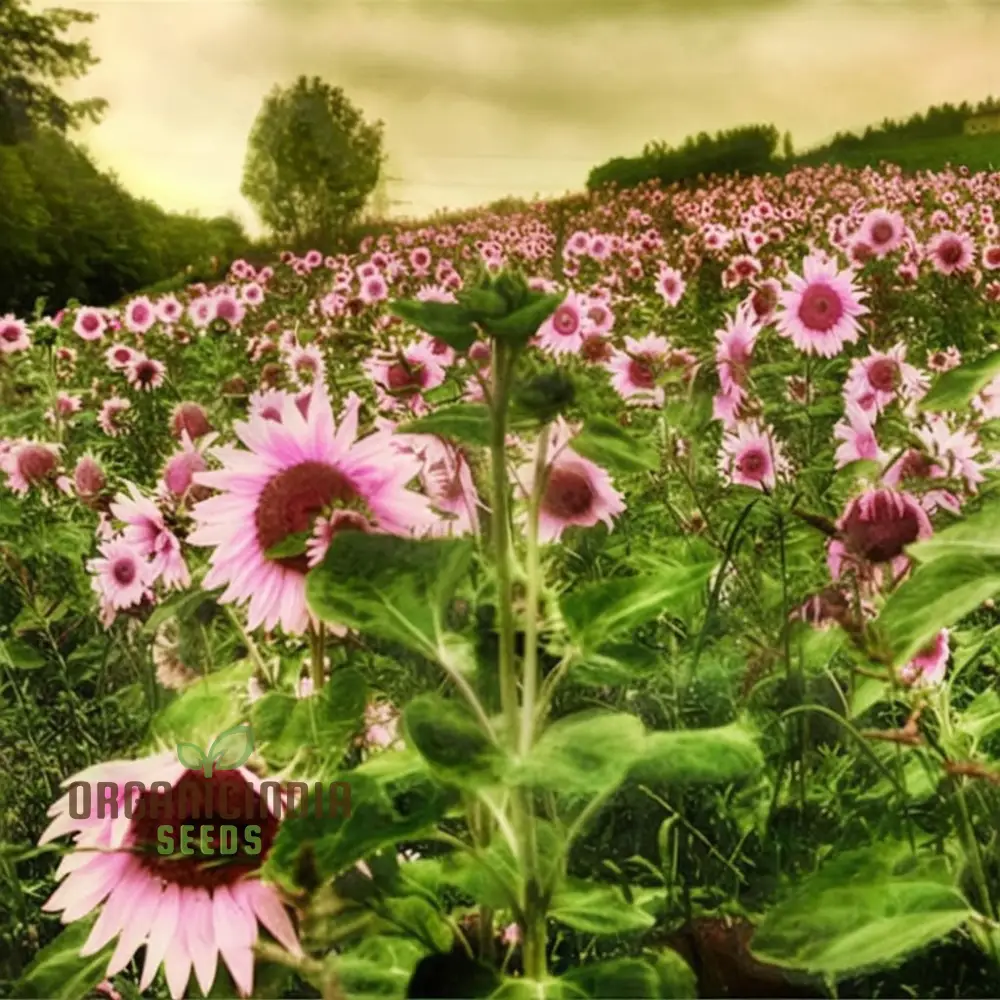 Premium Pink Sunflower Seeds, Vibrant Blooms for Garden Planting Easy to Grow, Attract Pollinators - Image 3
