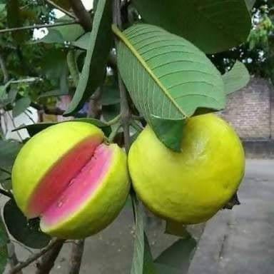 Pink Supreme Guava Seeds – Sweet & Juicy Tropical Fruit for Planting - Image 2