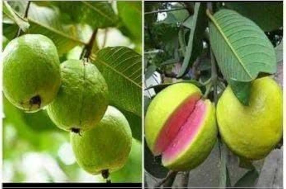 Pink Supreme Guava Seeds – Sweet & Juicy Tropical Fruit for Planting - Image 5