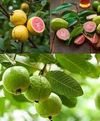 Pink Supreme Guava Seeds – Sweet & Juicy Tropical Fruit for Planting - Image 6