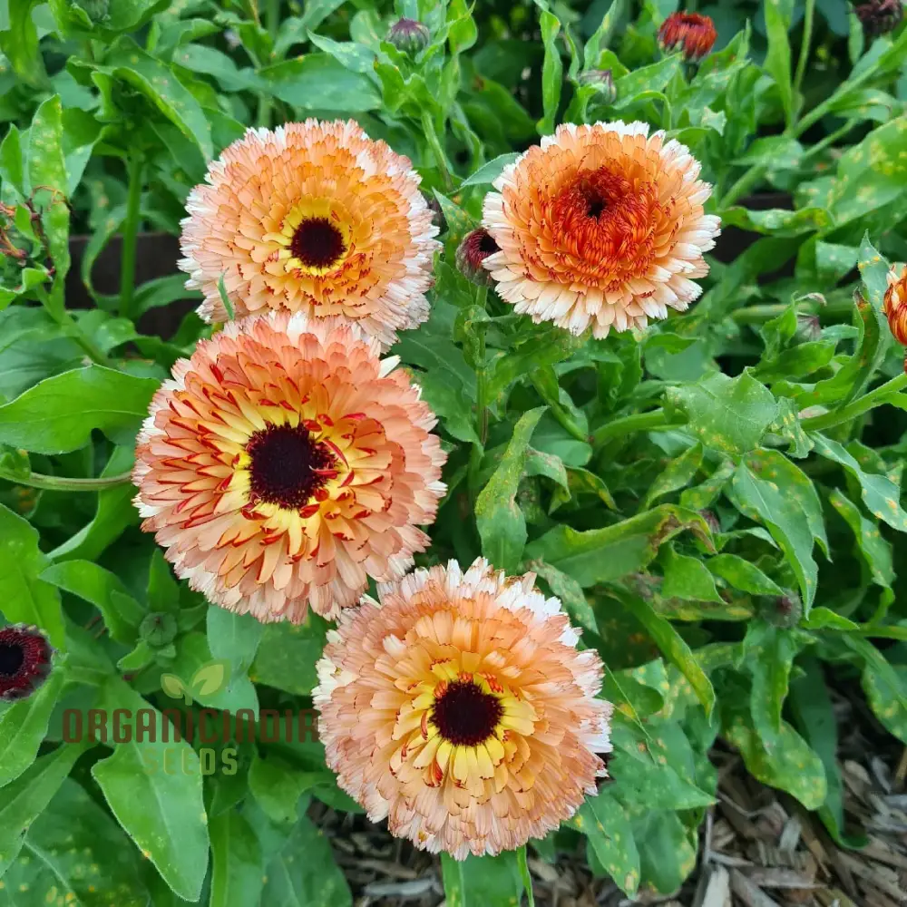 Pink Surprise Calendula Seeds - Delightful Blooms for Your Garden's Visual Appeal