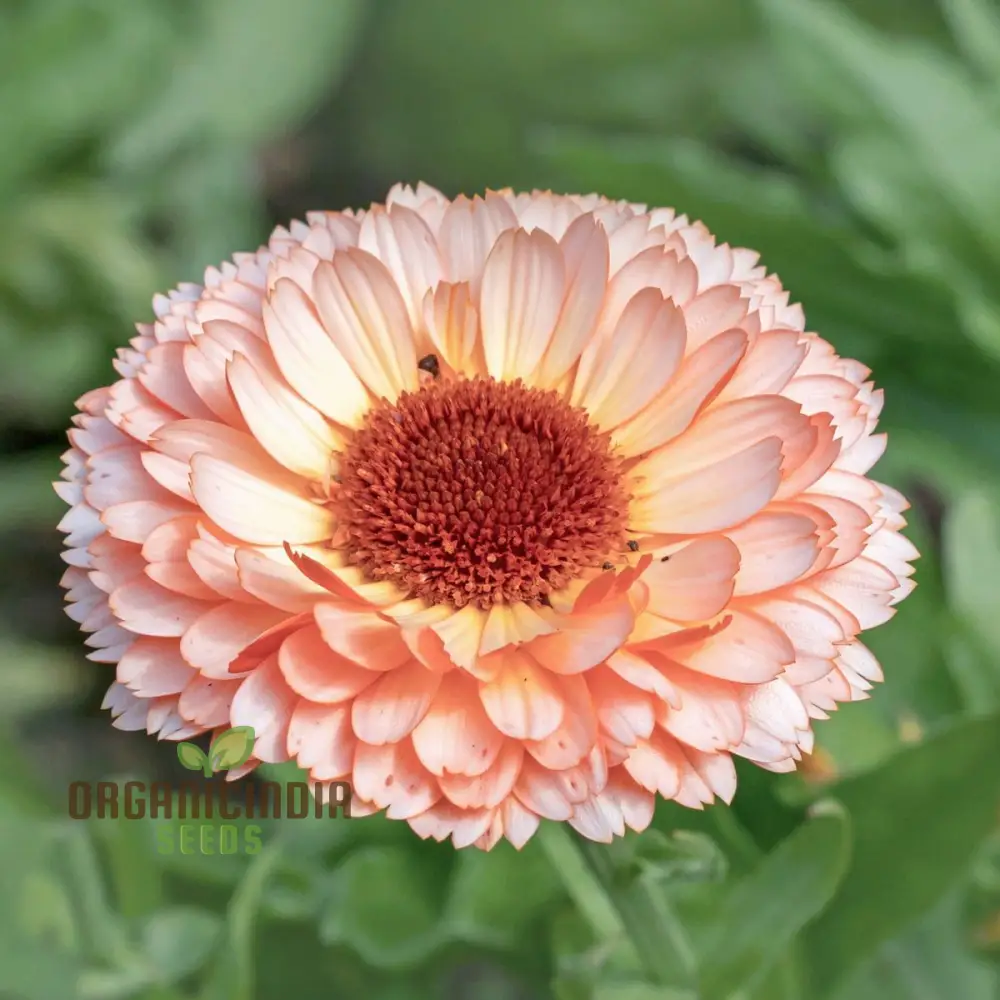 Pink Surprise Calendula Seeds - Delightful Blooms for Your Garden's Visual Appeal - Image 3
