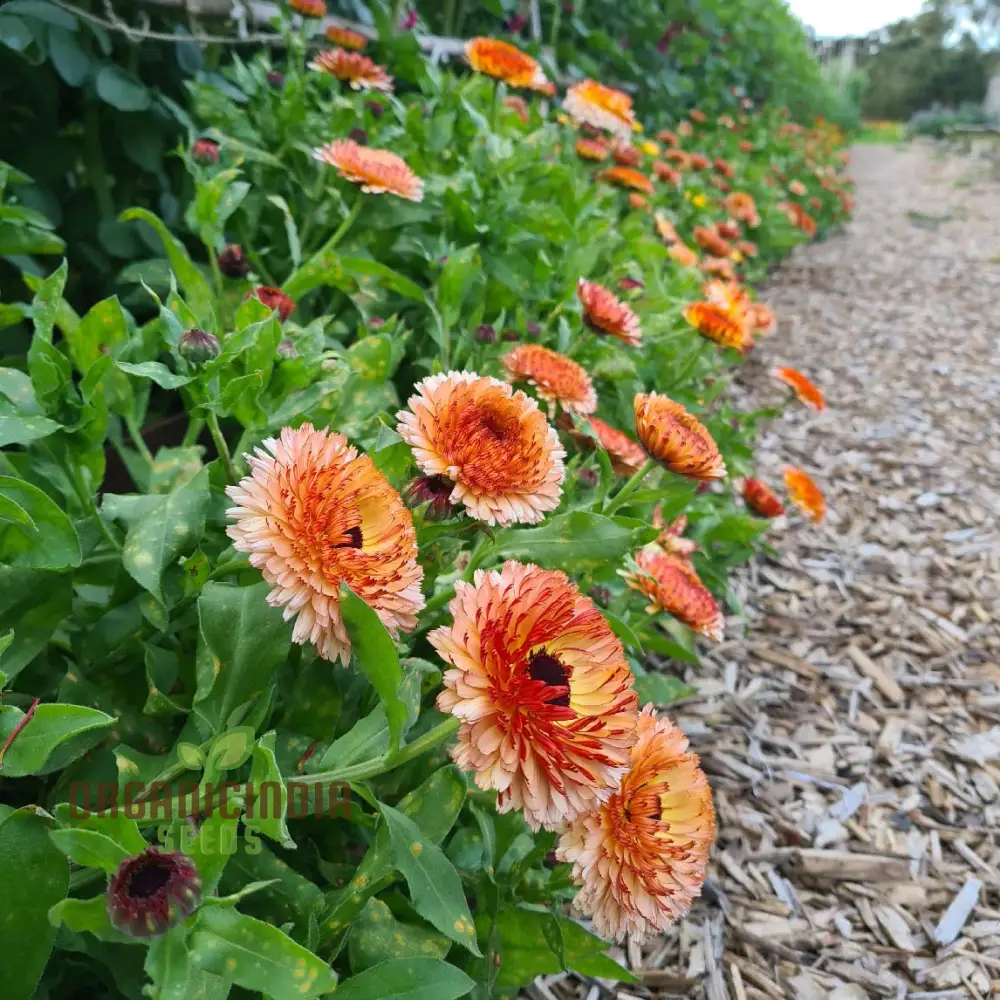 Pink Surprise Calendula Seeds - Delightful Blooms for Your Garden's Visual Appeal - Image 4