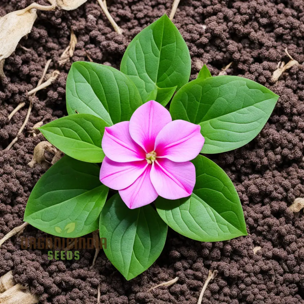 Pink Vinca Rosea Flower Seeds – Beautiful Long-Lasting Blooms for Garden Beds, Pots, Pathways & Outdoor Summer Displays - Image 3