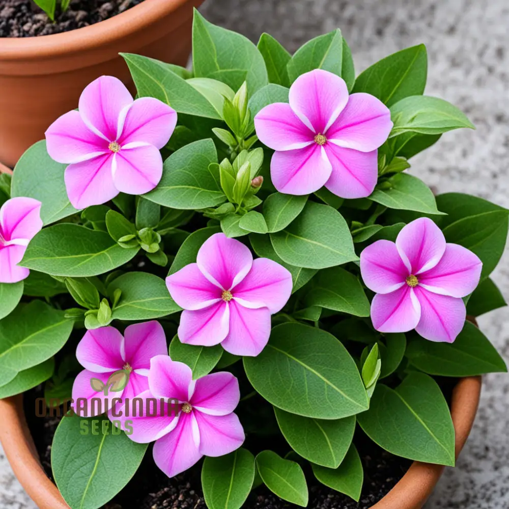 Pink Vinca Rosea Flower Seeds – Beautiful Long-Lasting Blooms for Garden Beds, Pots, Pathways & Outdoor Summer Displays - Image 4
