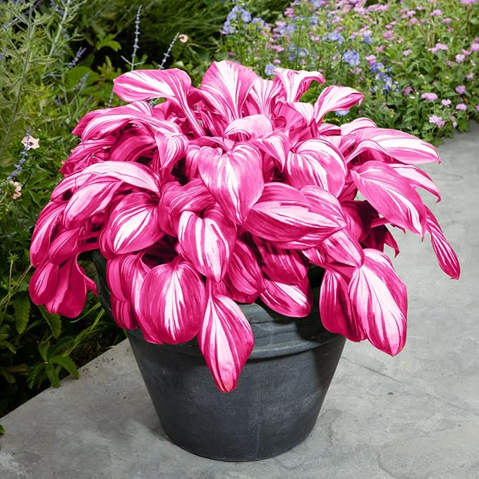 Pink White Hosta Seeds – Variegated Shade-Loving Perennial for Borders & Gardens - Image 2