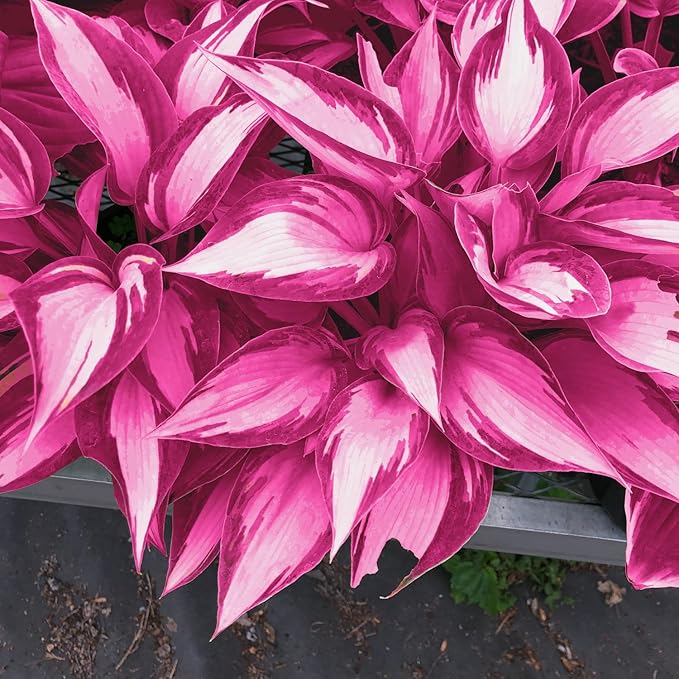Pink White Hosta Seeds – Variegated Shade-Loving Perennial for Borders & Gardens - Image 3