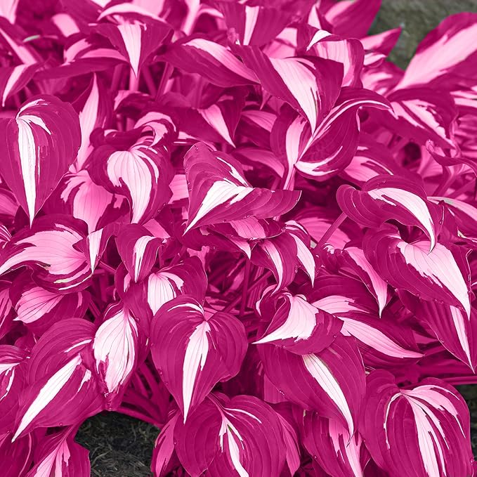 Pink White Hosta Seeds – Variegated Shade-Loving Perennial for Borders & Gardens - Image 4