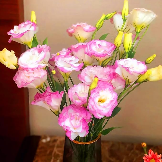 Pink and White Lisianthus Seeds for Planting – Eustoma Grandiflorum Blooms for Elegant Garden Borders, Pots & Floral Arrangements - Image 3