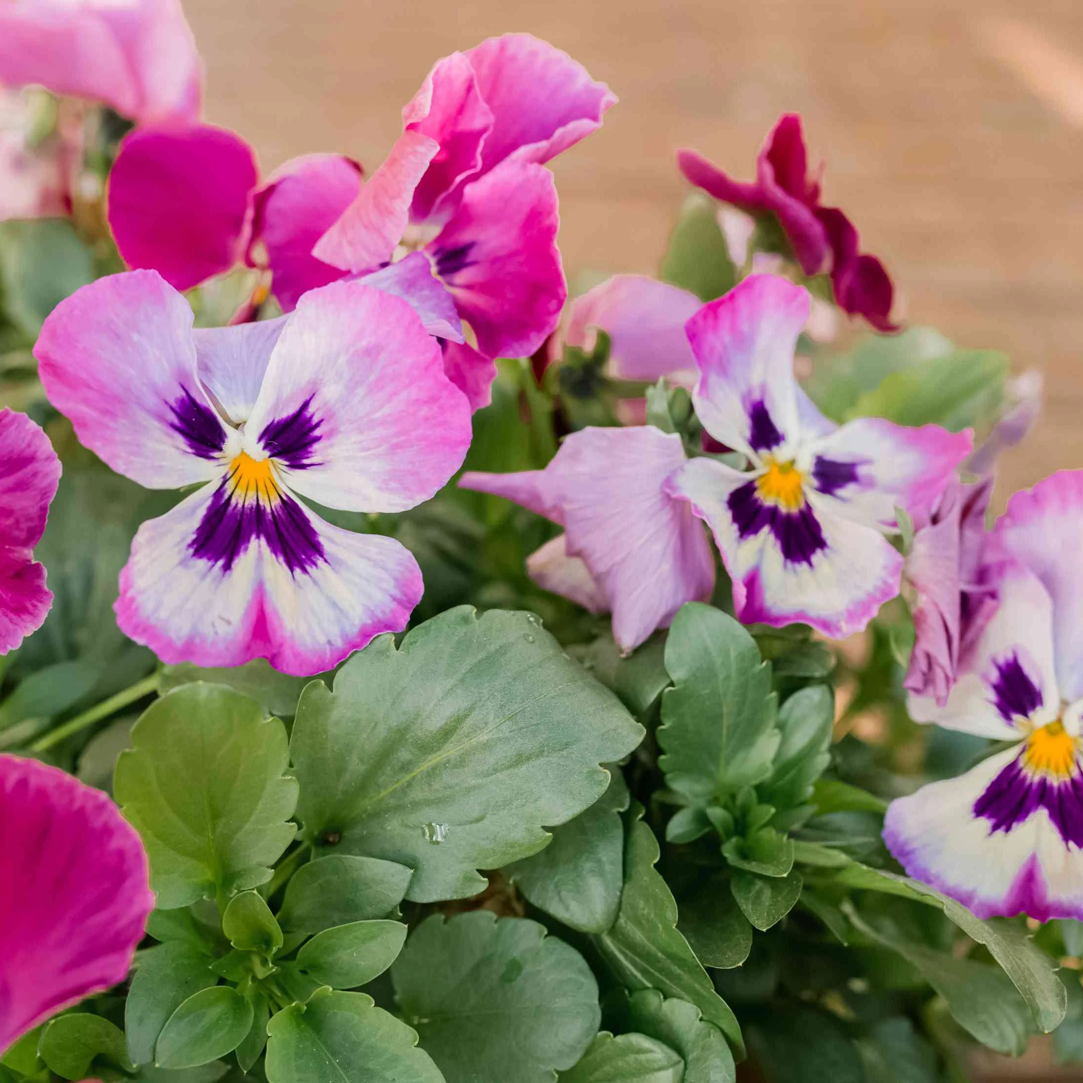 Pink & White Pansy Flower Seeds , Elegant Bi-Color Blooms, Non-GMO