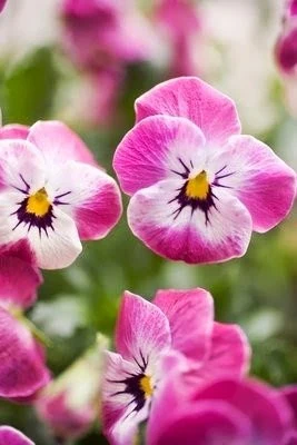 Pink & White Pansy Flower Seeds , Elegant Bi-Color Blooms, Non-GMO - Image 2