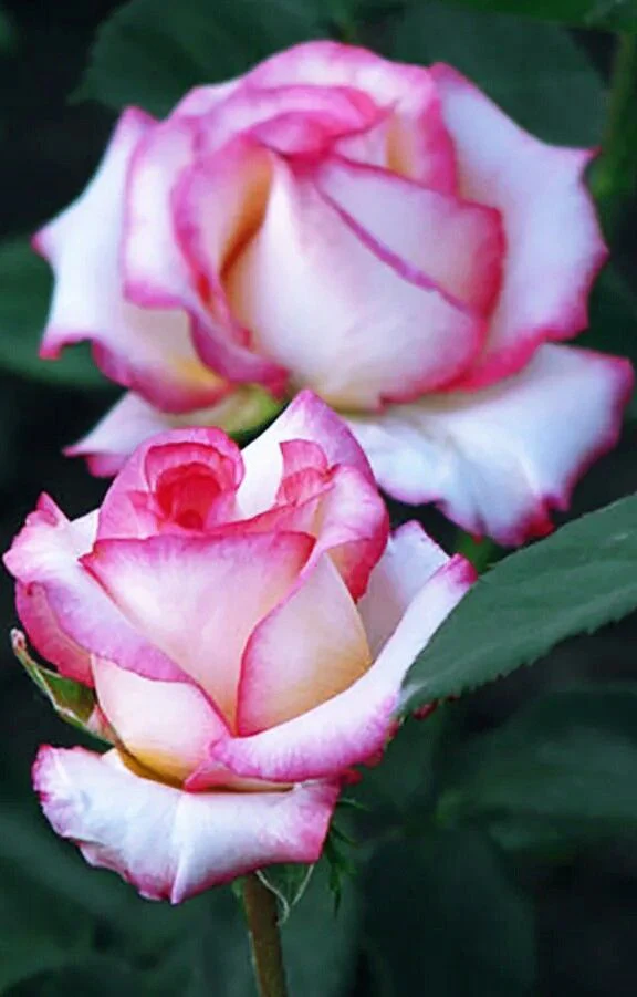 Pink & White Rose Flower Seeds ,Beautiful Bi-Color Blooms, Easy to Grow, Non-GMO - Image 2