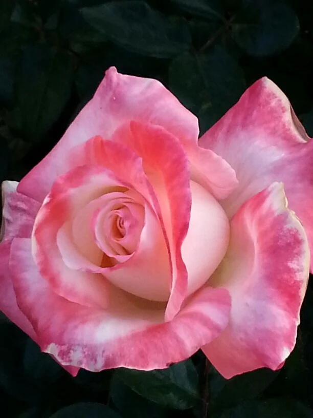 Pink & White Rose Flower Seeds ,Beautiful Bi-Color Blooms, Easy to Grow, Non-GMO - Image 3