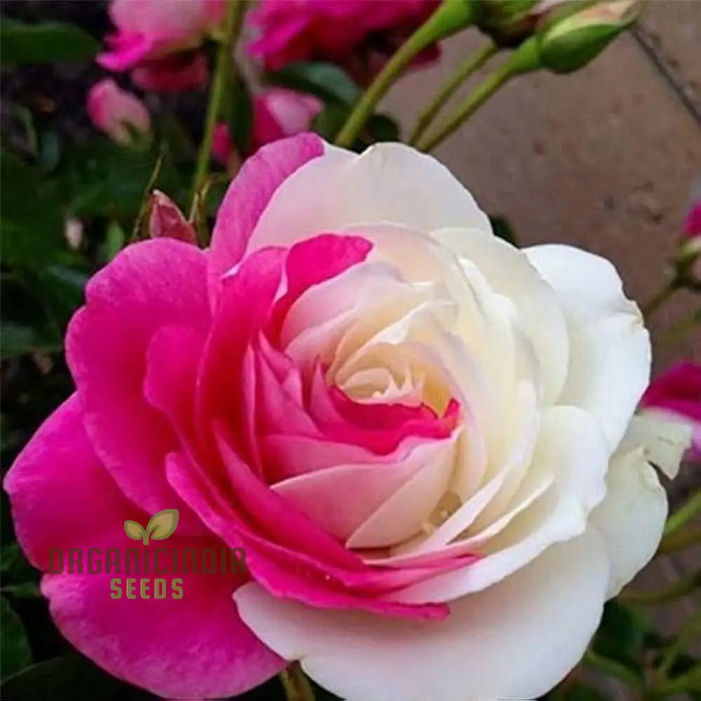 Pink & White Rose Seeds – Dual Color Garden Flowers