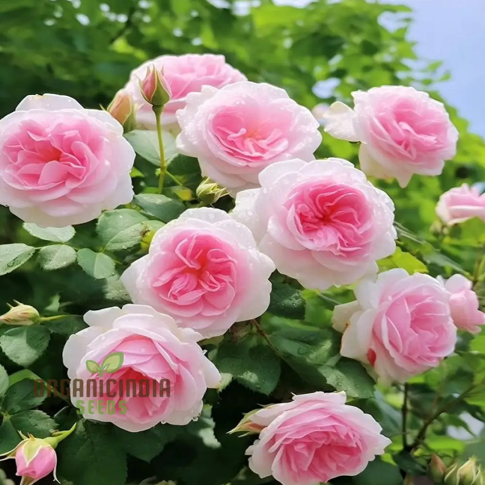 Pink & White Rose Seeds – Dual Color Garden Flowers - Image 3