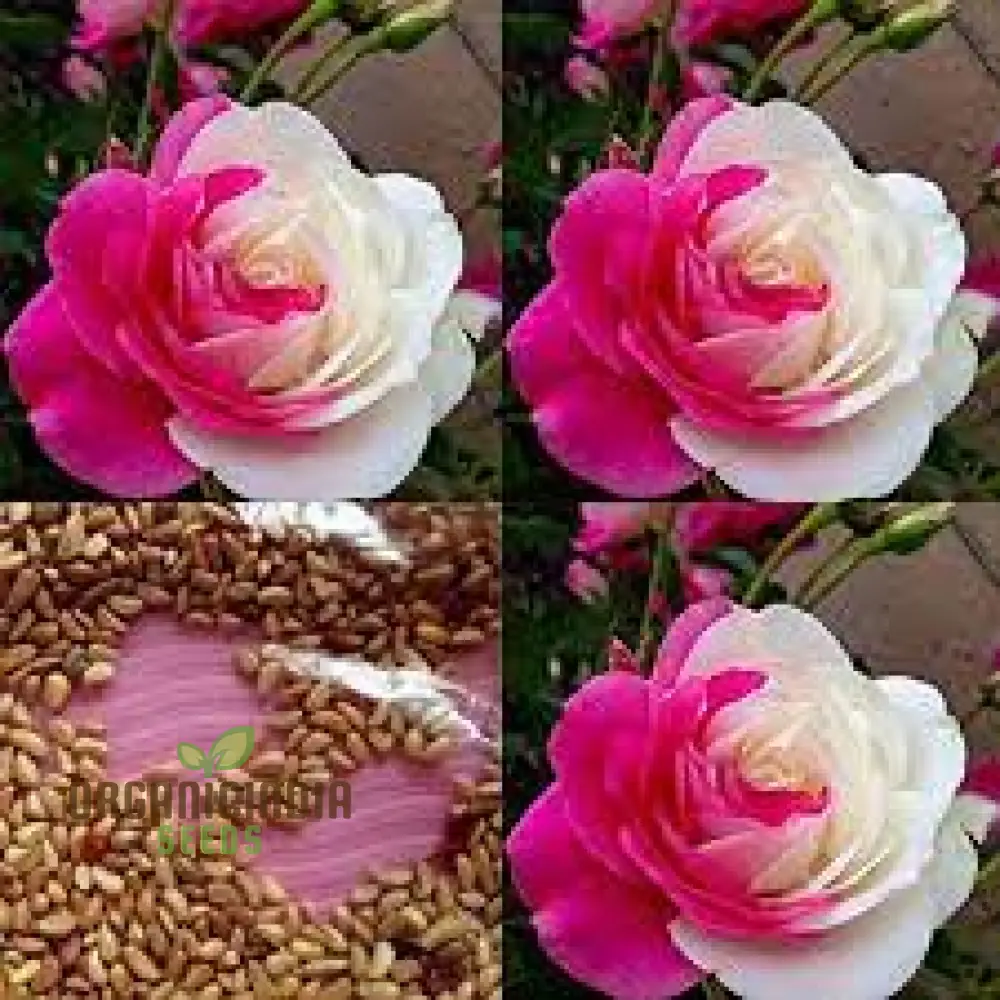 Pink & White Rose Seeds – Dual Color Garden Flowers - Image 4