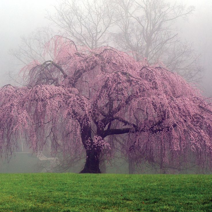 Pink Willow Weeping Tree Seeds for Planting - Image 2
